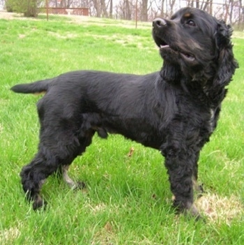 The right side of a black American Cocker Spaniel that is standing in a field and it is looking to the left.